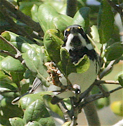 Black-throated Gray Warbler - ML226859021