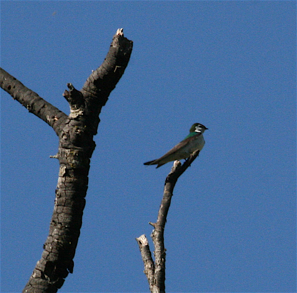 Violet-green Swallow - ML226859321