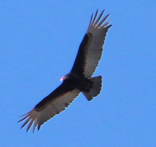 Turkey Vulture - ML226860861