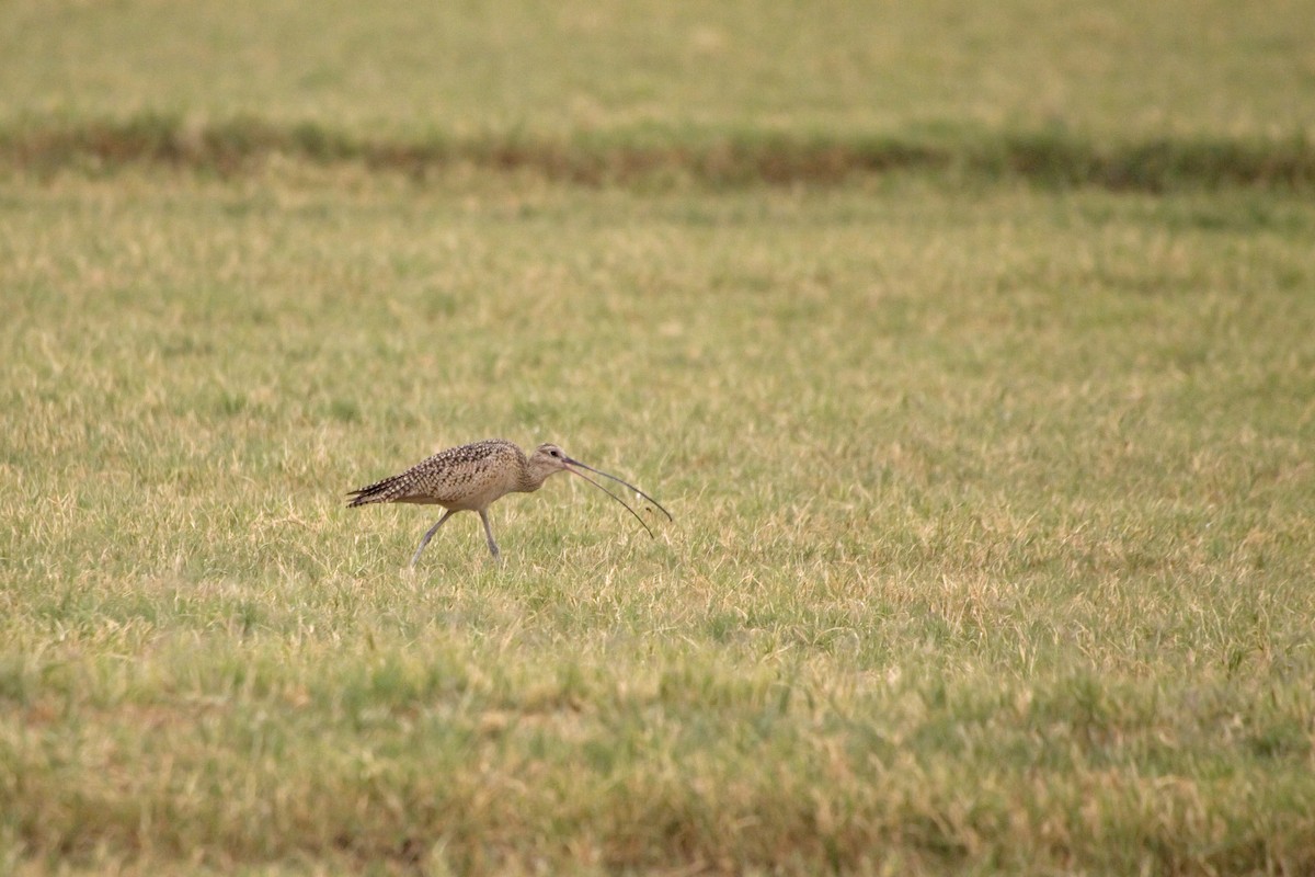 Long-billed Curlew - ML226861581