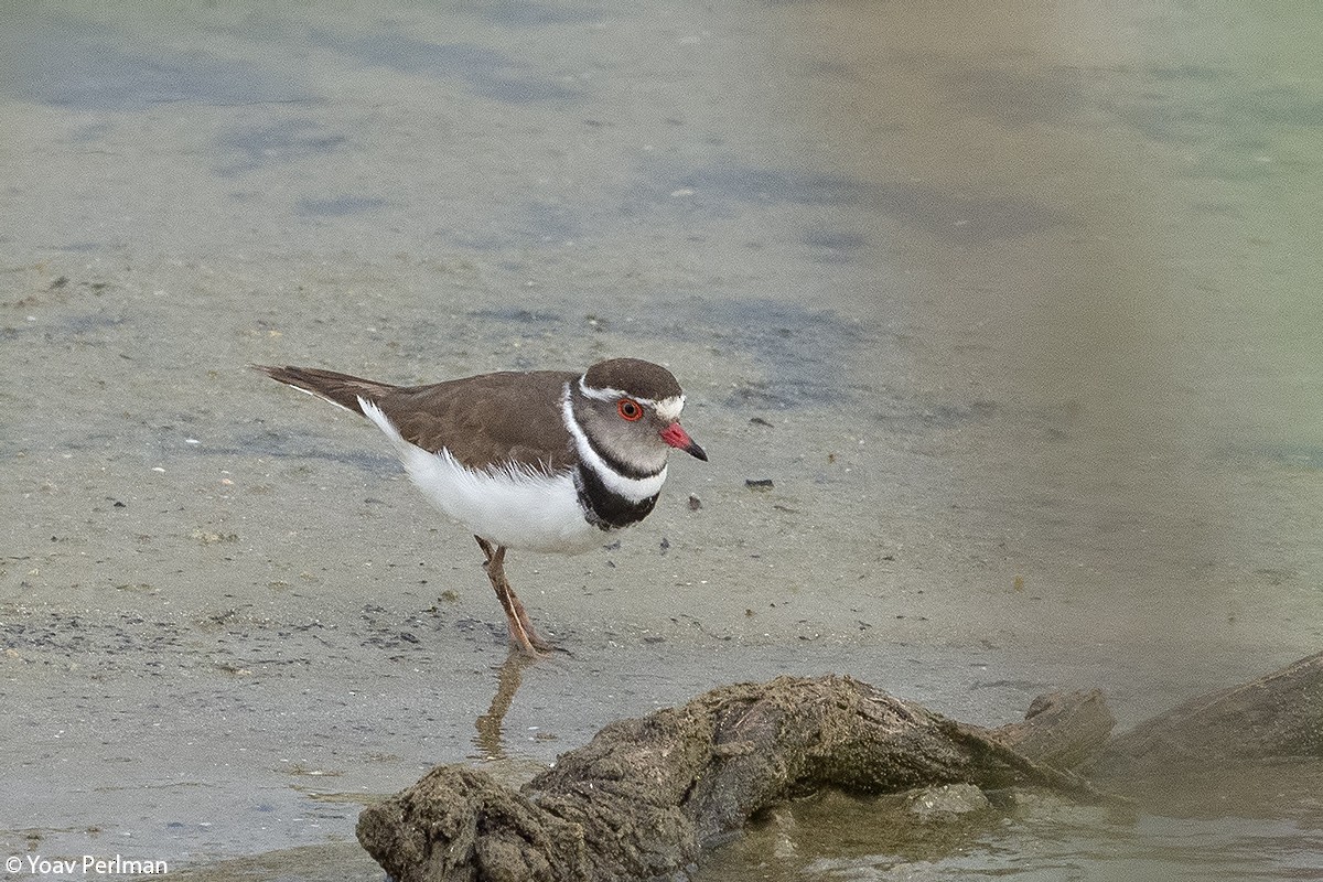 Three-banded Plover - ML226862161