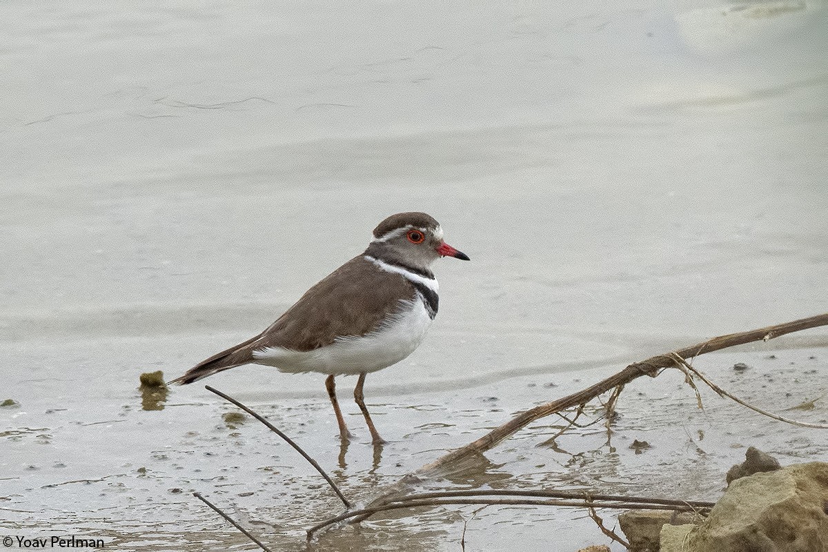 Three-banded Plover - ML226862171