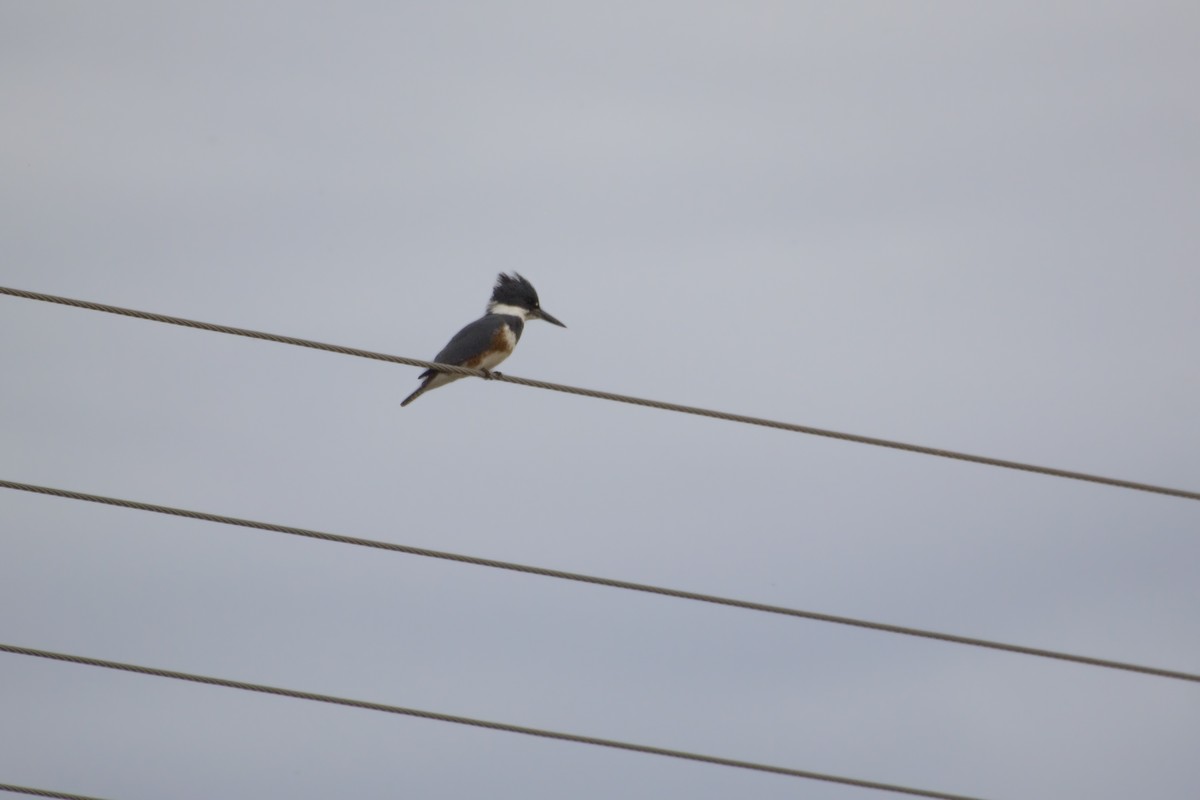 Belted Kingfisher - ML226862631