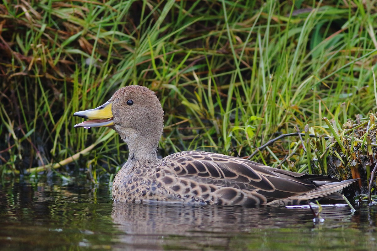 Yellow-billed Pintail (South American) - ML226869751