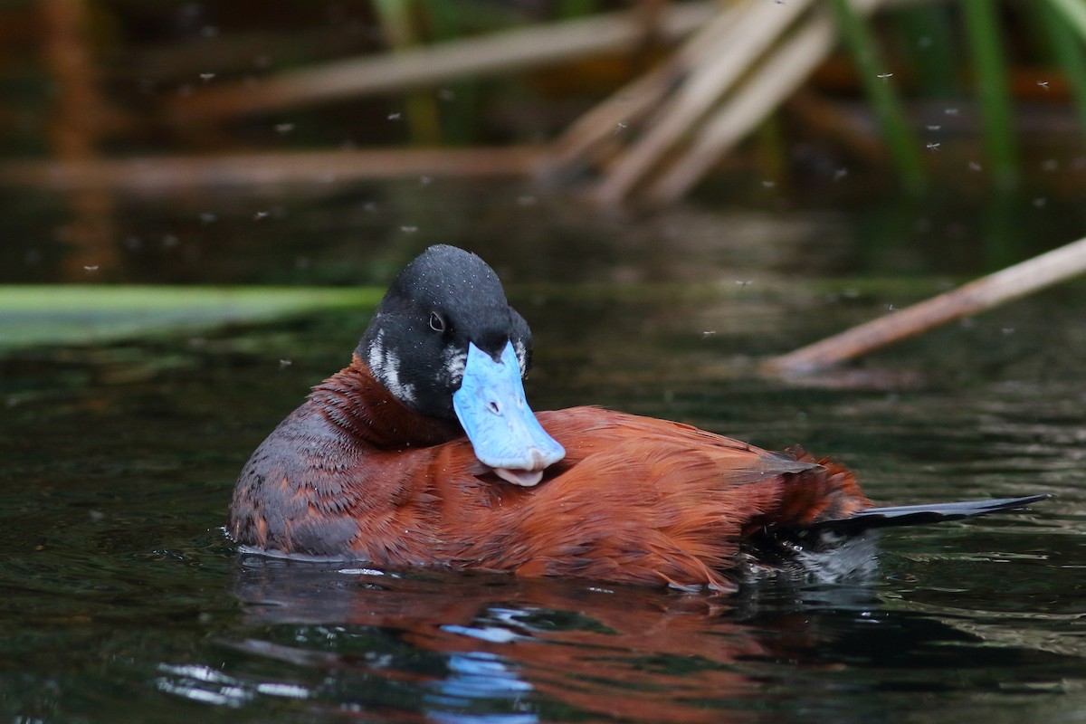 Andean Duck (ferruginea) - ML226870021