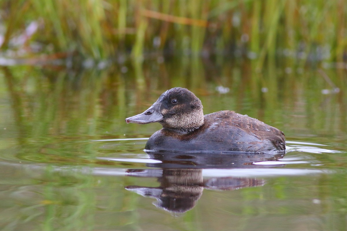 Andean Duck (ferruginea) - ML226870131