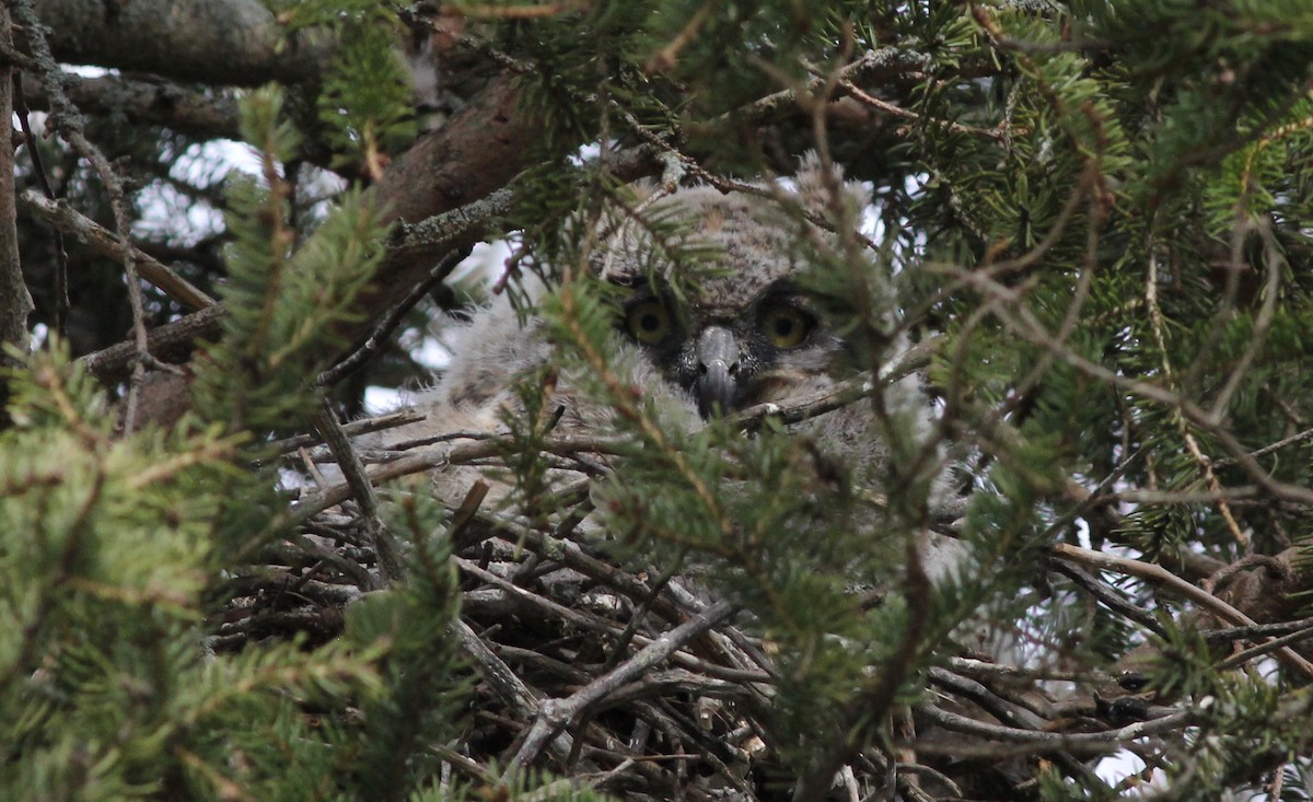 Great Horned Owl - ML226871041