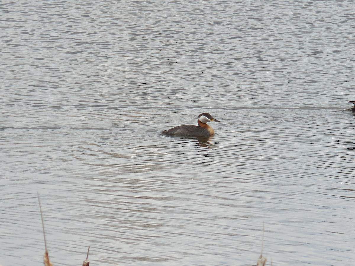 Red-necked Grebe - ML226874781