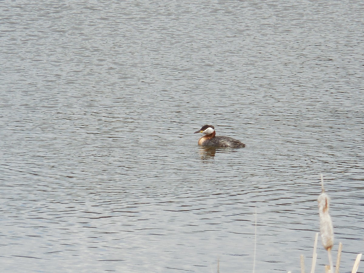 Red-necked Grebe - ML226874891