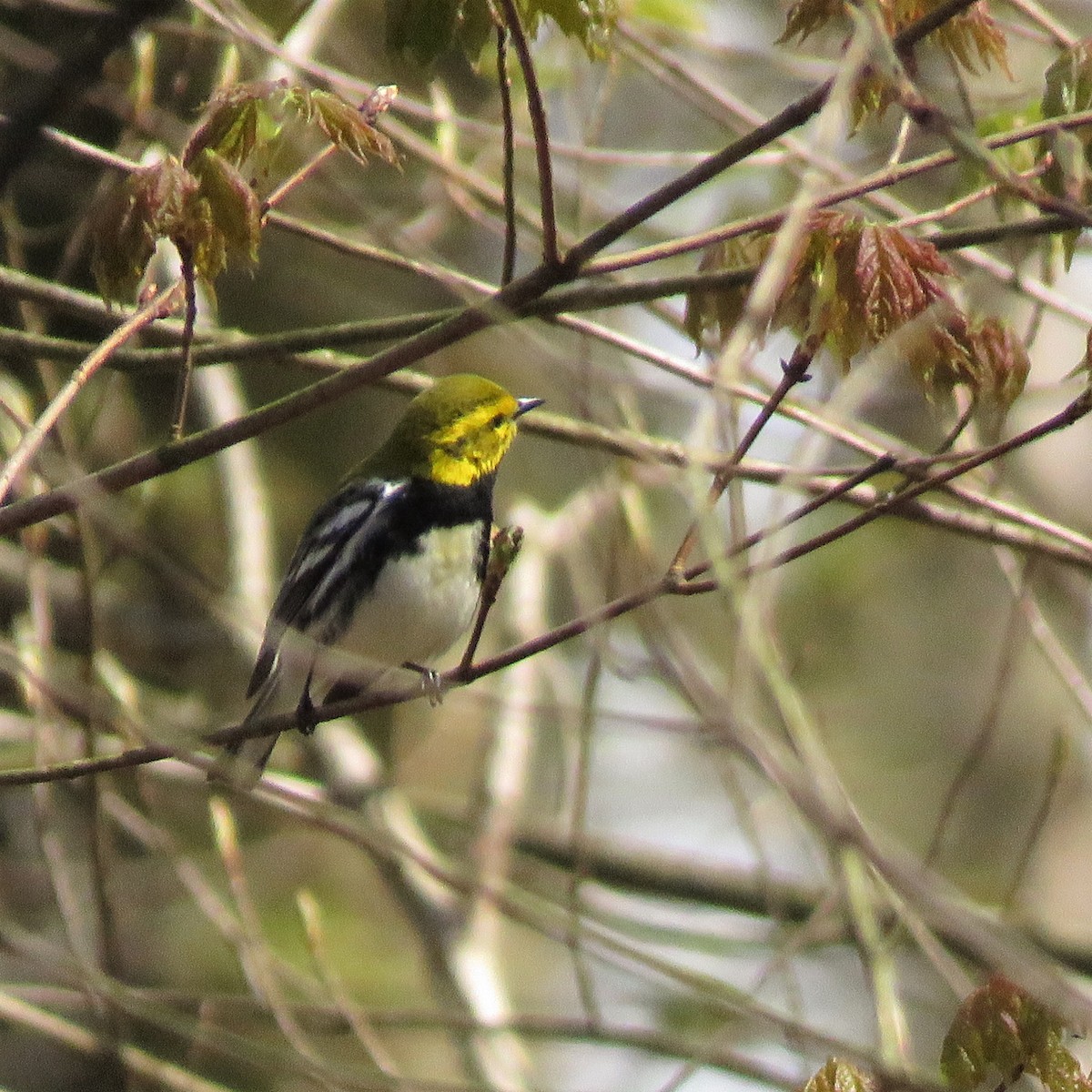 Black-throated Green Warbler - John Flannigan
