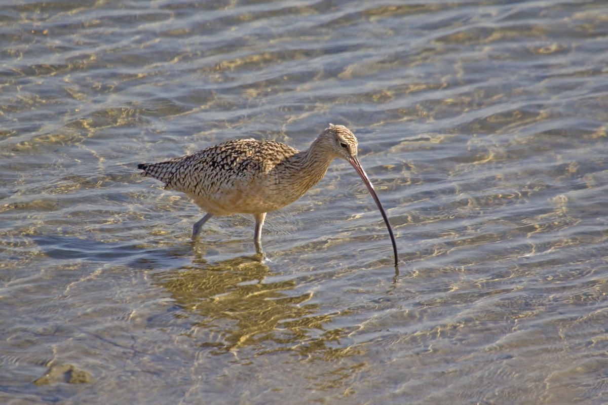 Long-billed Curlew - ML226878131