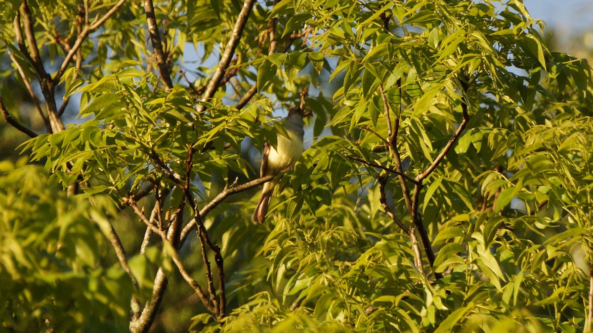 Great Crested Flycatcher - ML226880761