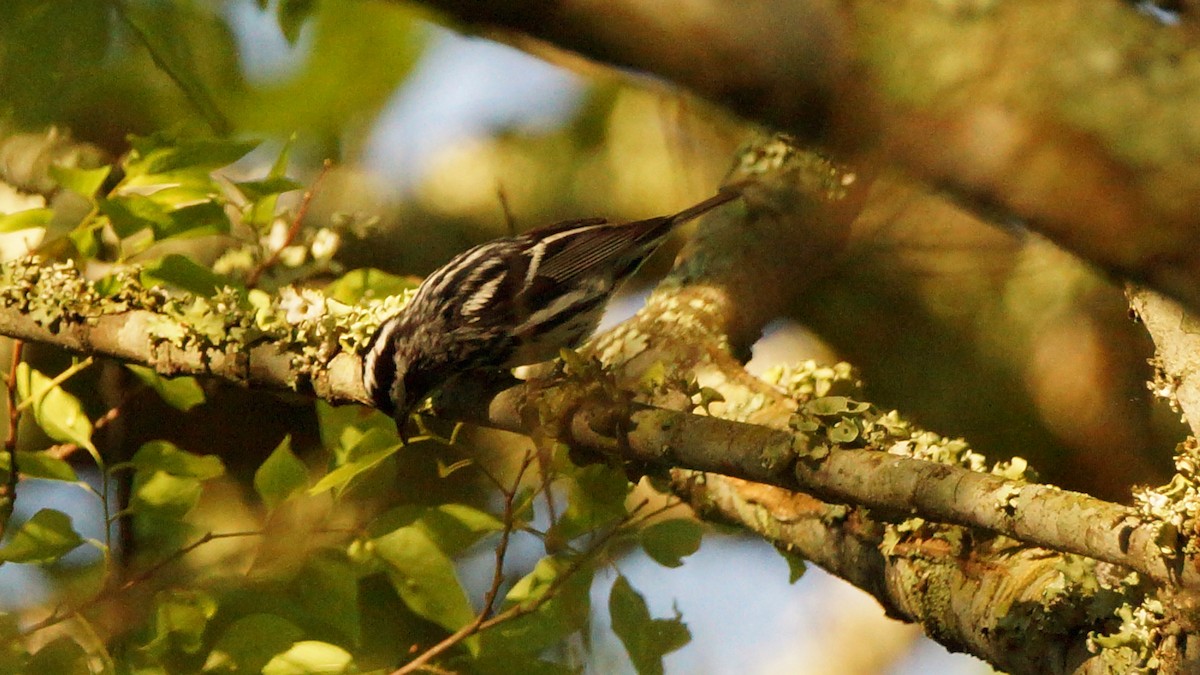 Black-and-white Warbler - Skipper Anding