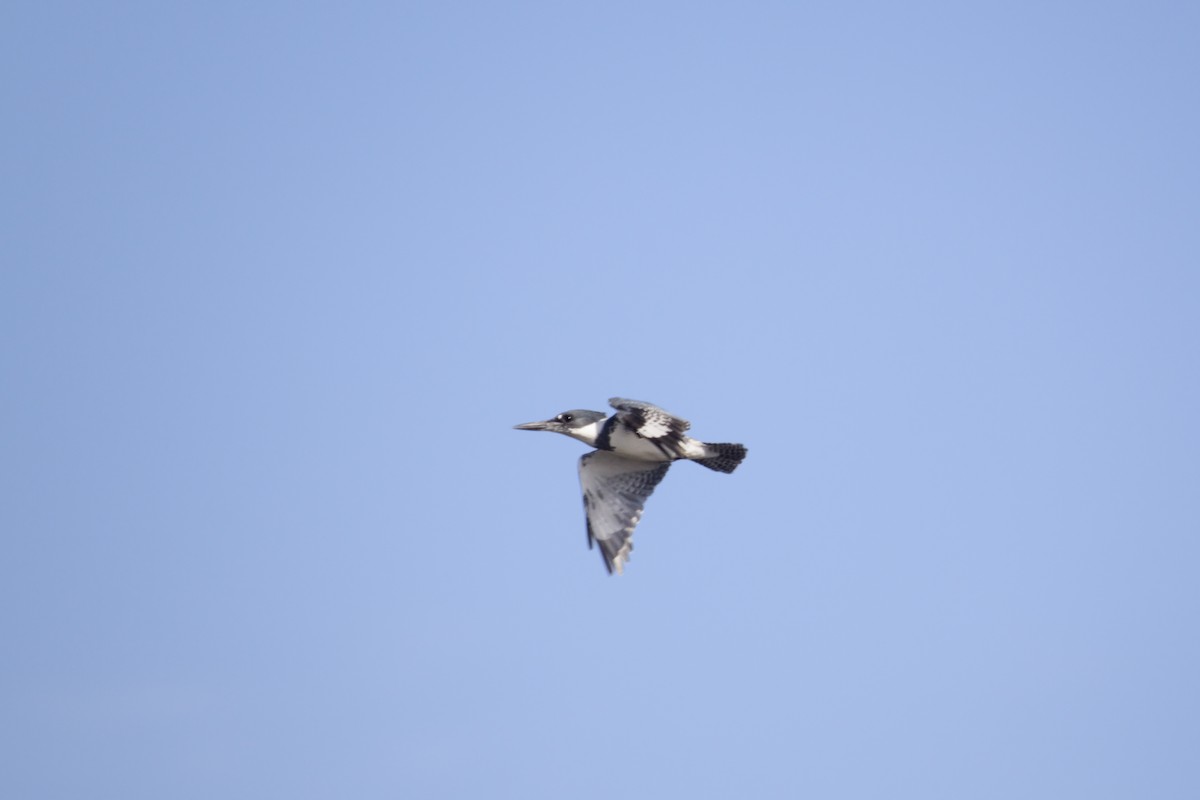 Belted Kingfisher - ML226881361