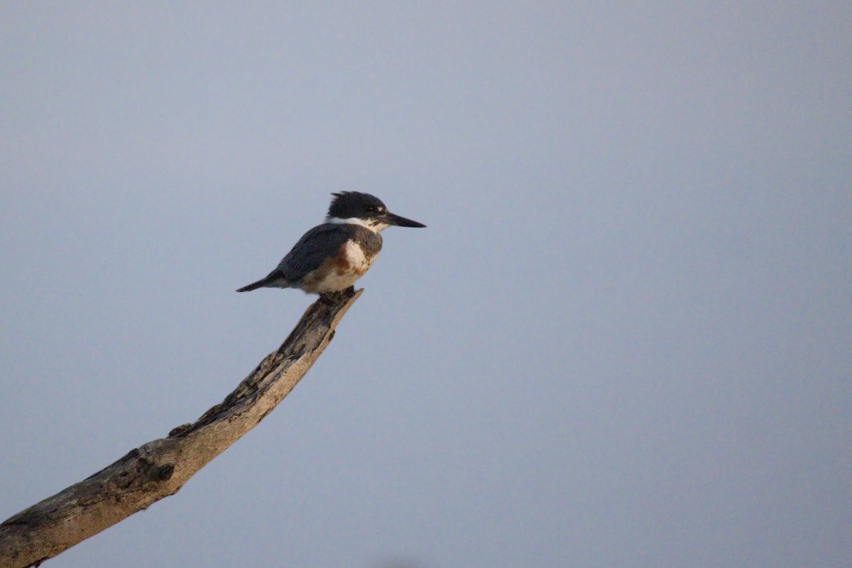 Belted Kingfisher - ML226881371