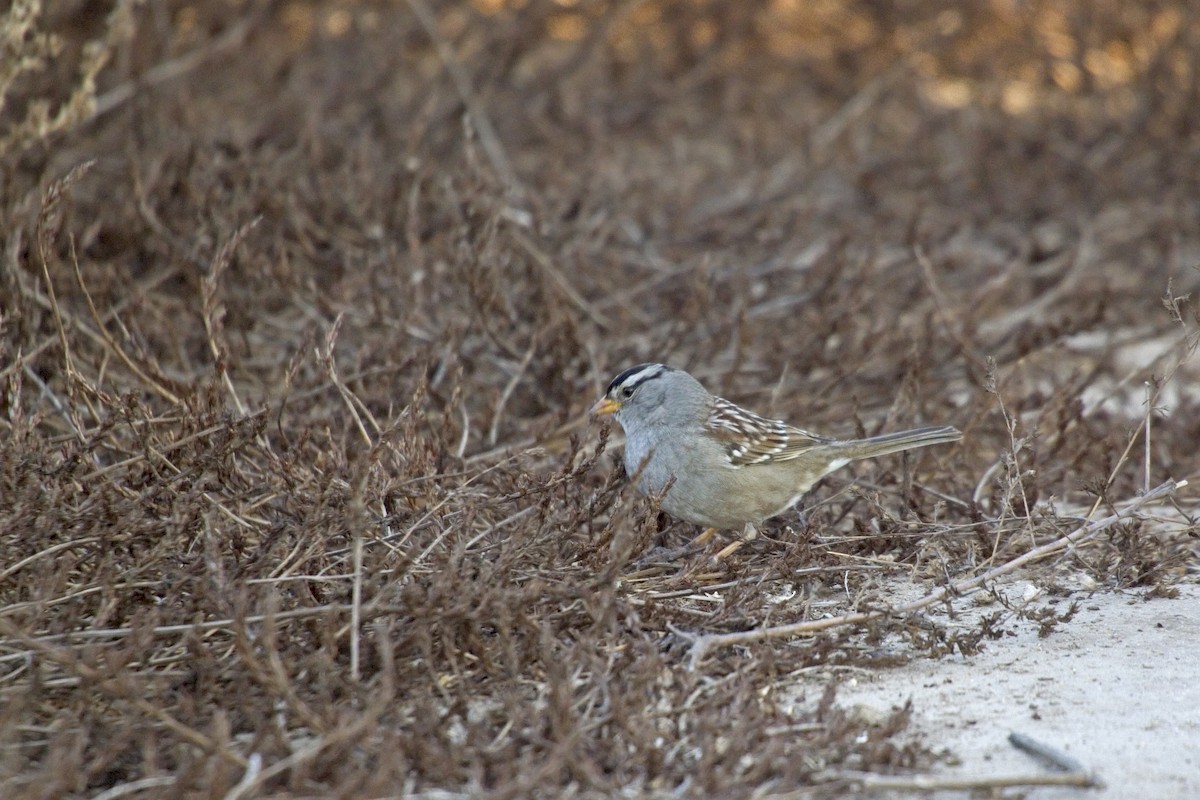 White-crowned Sparrow - Antonio Rodriguez-Sinovas