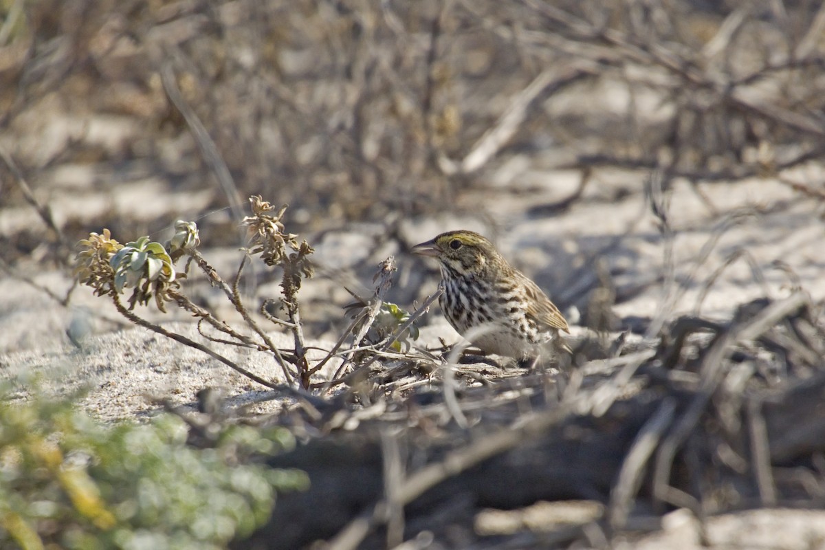Savannah Sparrow (Belding's) - ML226882211