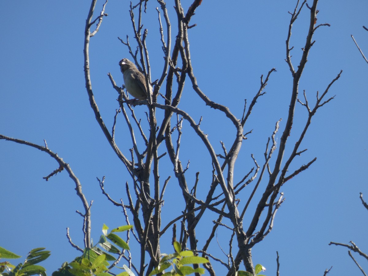 Rufous-crowned Sparrow - ML226883321