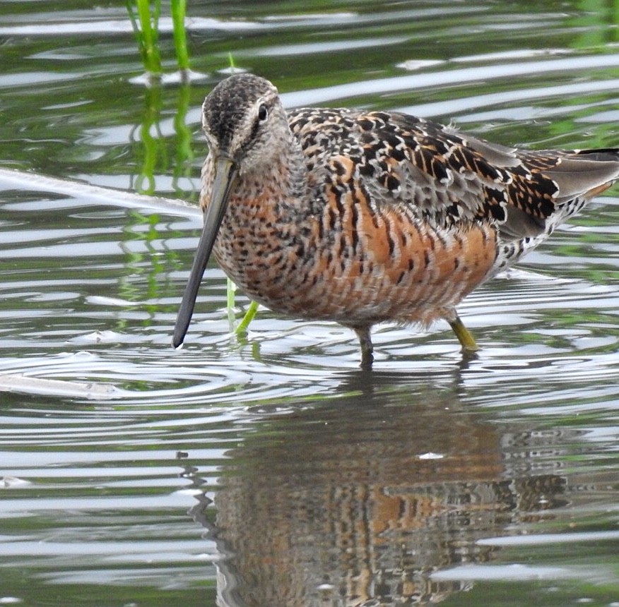 Long-billed Dowitcher - ML226883601