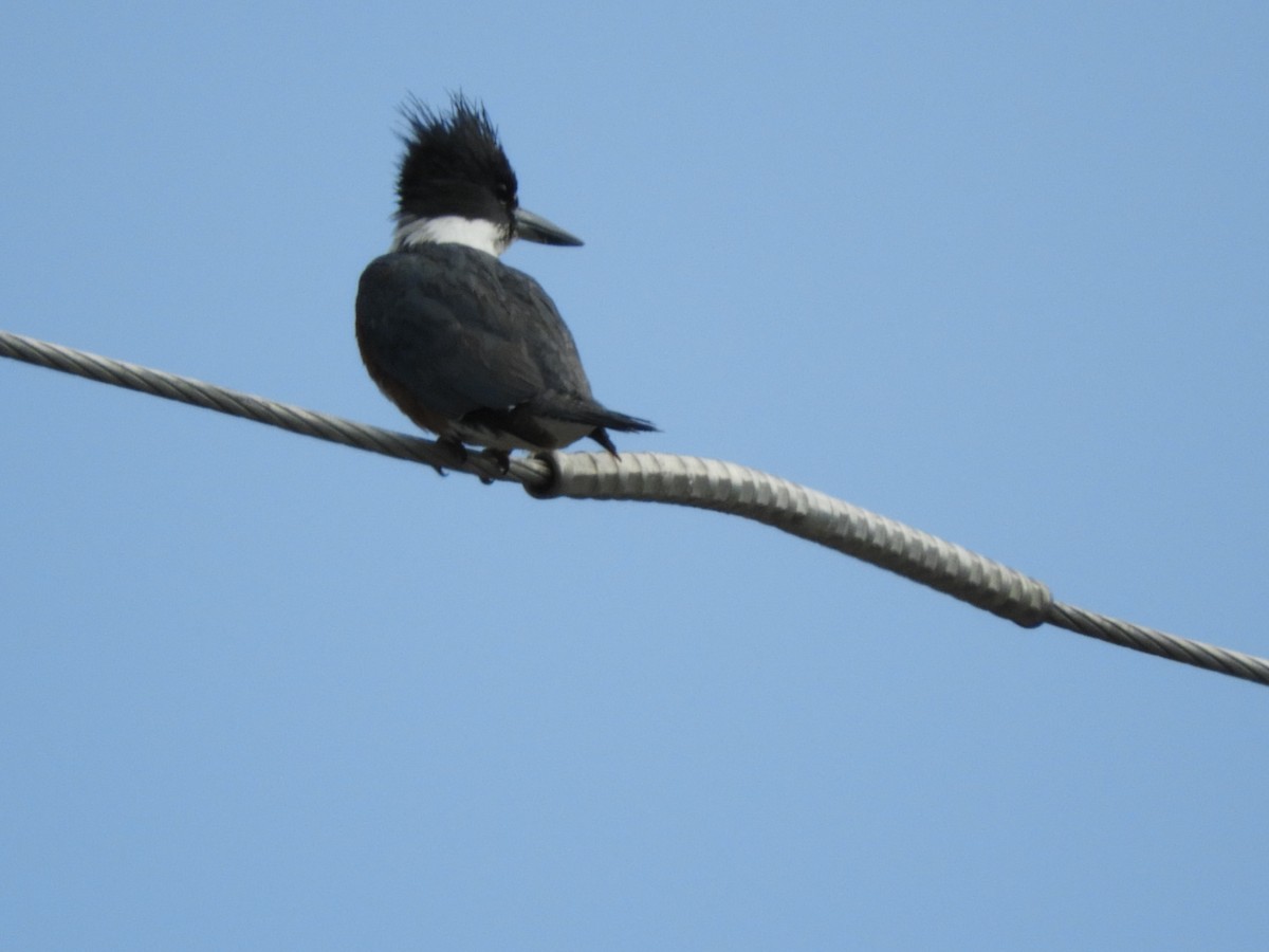 Belted Kingfisher - Johanne Poirier