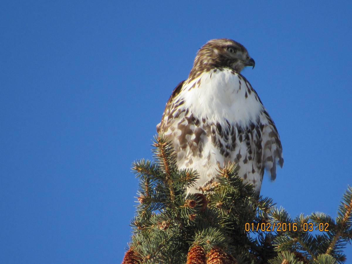 Red-tailed Hawk - Mark Patterson