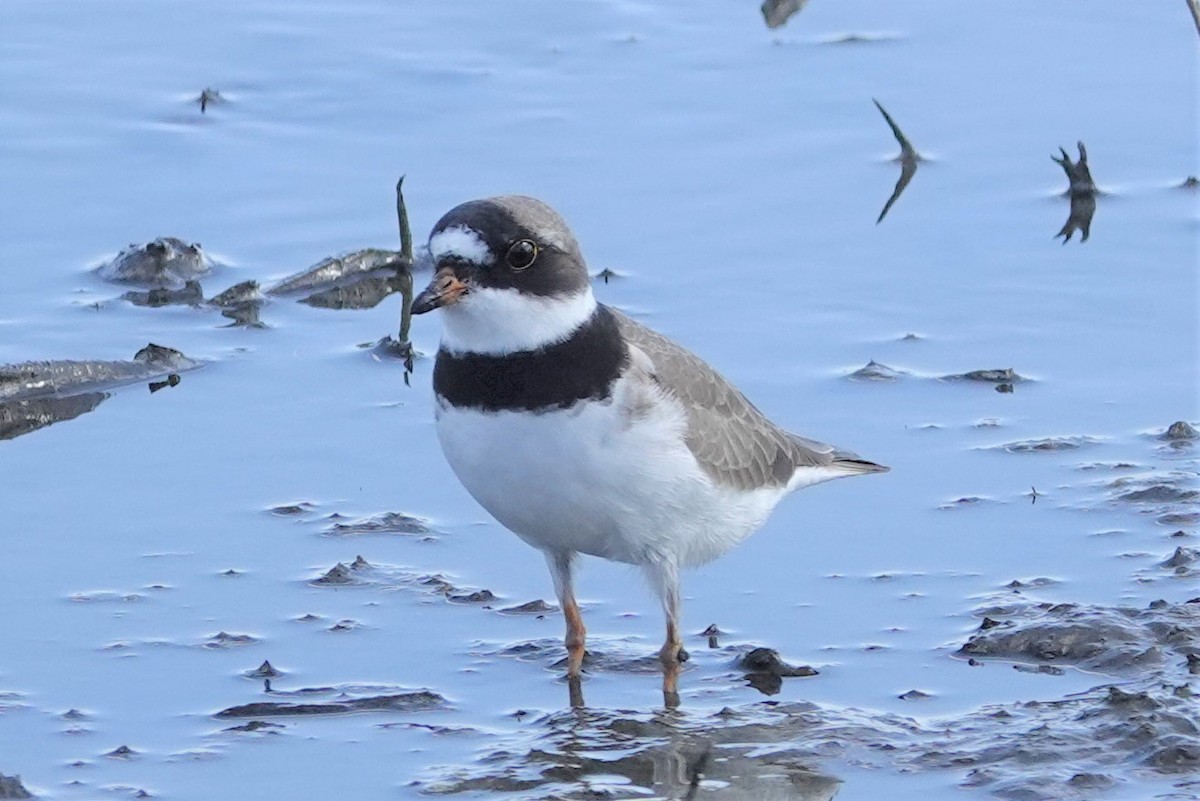 Semipalmated Plover - ML226904571