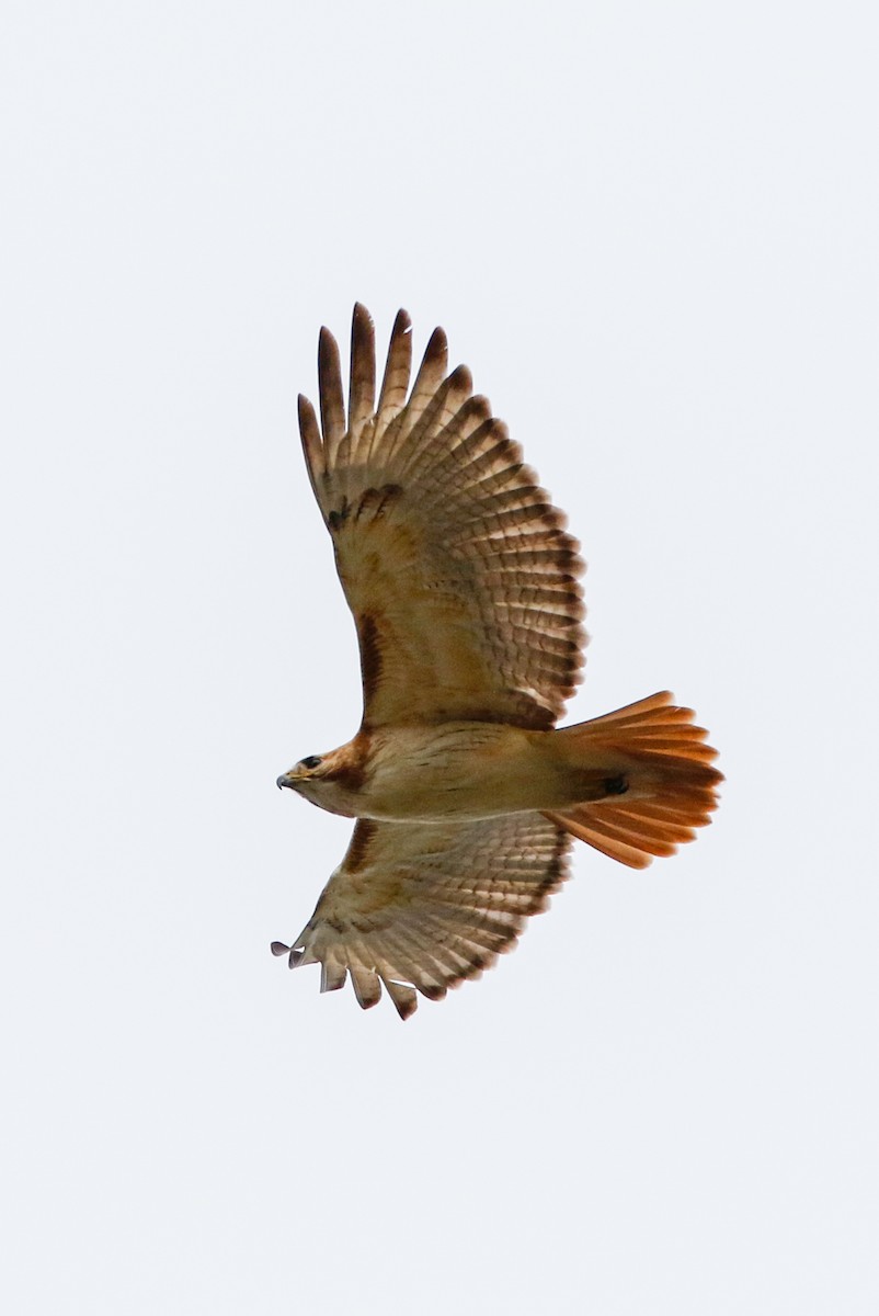 Red-tailed Hawk (fuertesi) - ML226906731