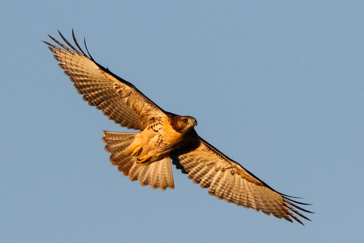 Red-tailed Hawk (fuertesi) - ML226909281