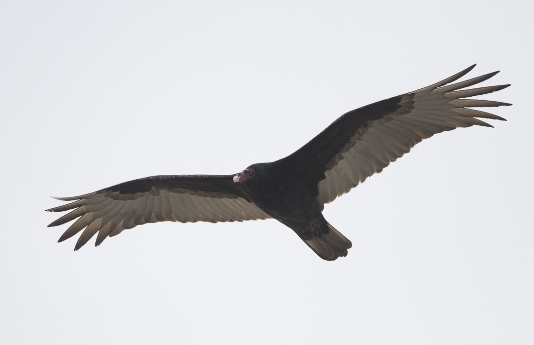Turkey Vulture - ML22691001