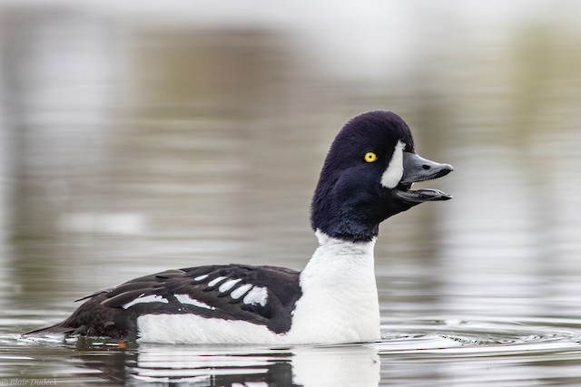 Barrow's Goldeneye - eBird