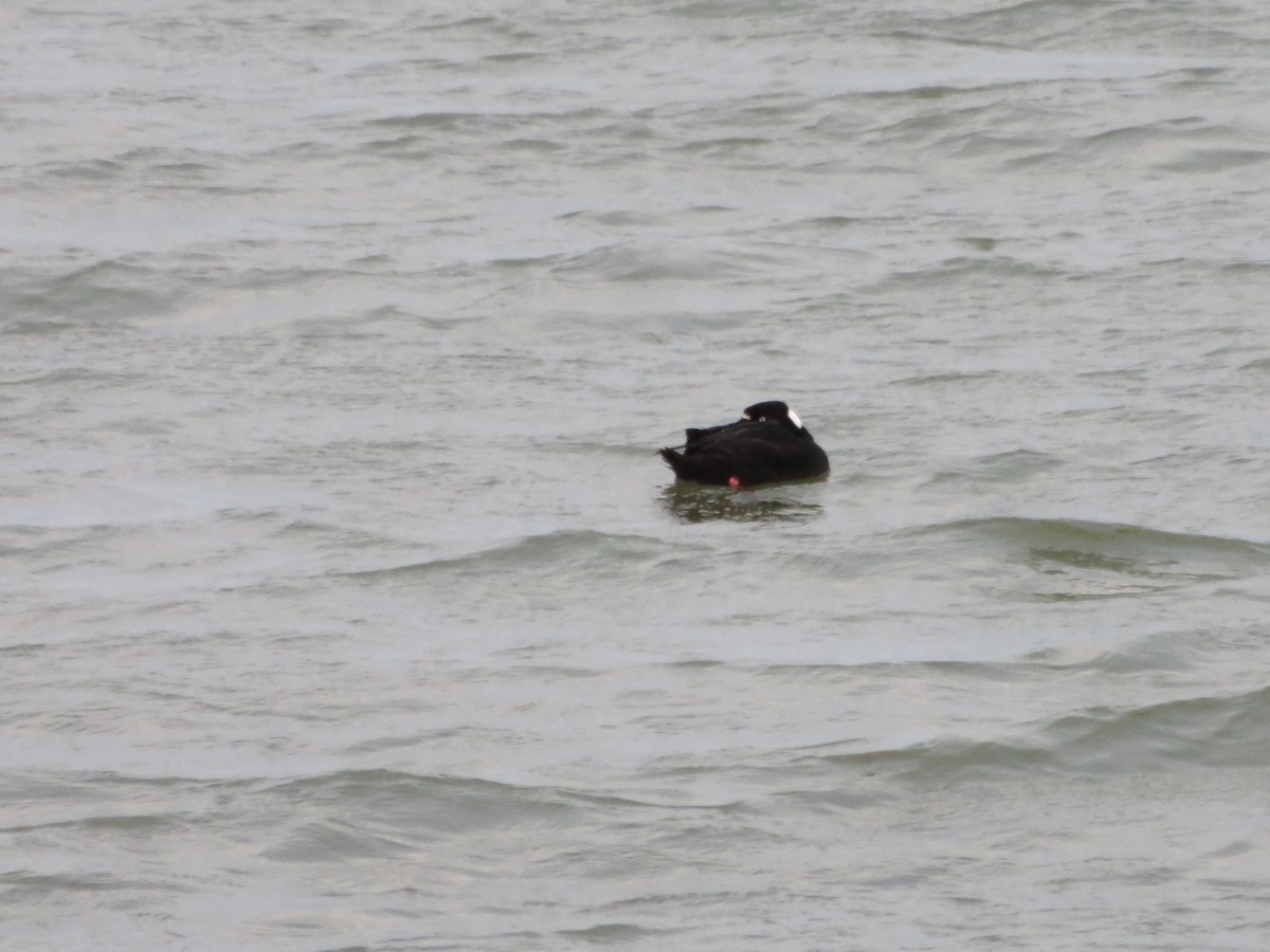 Surf Scoter - Kevin Topping