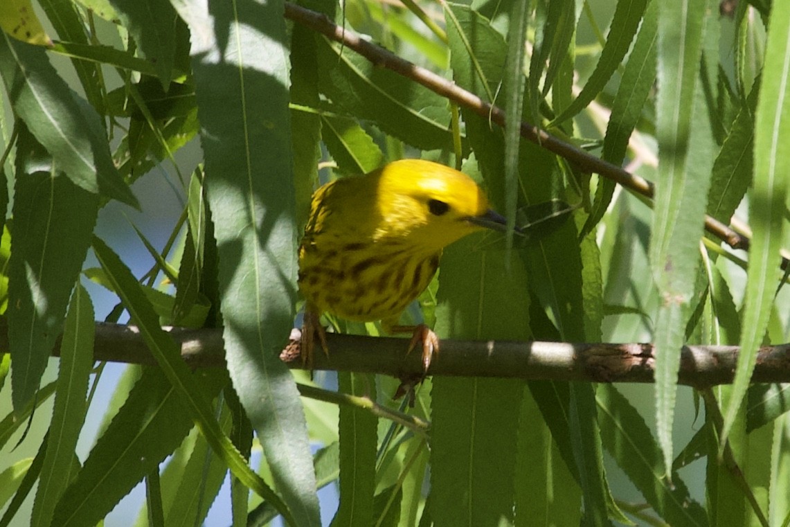 Yellow Warbler - Andrew Bell