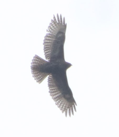 Red-tailed Hawk (Harlan's) - ML226929691