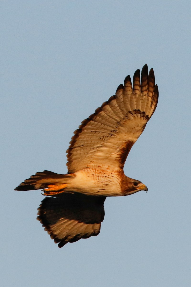 Red-tailed Hawk (fuertesi) - ML226930391