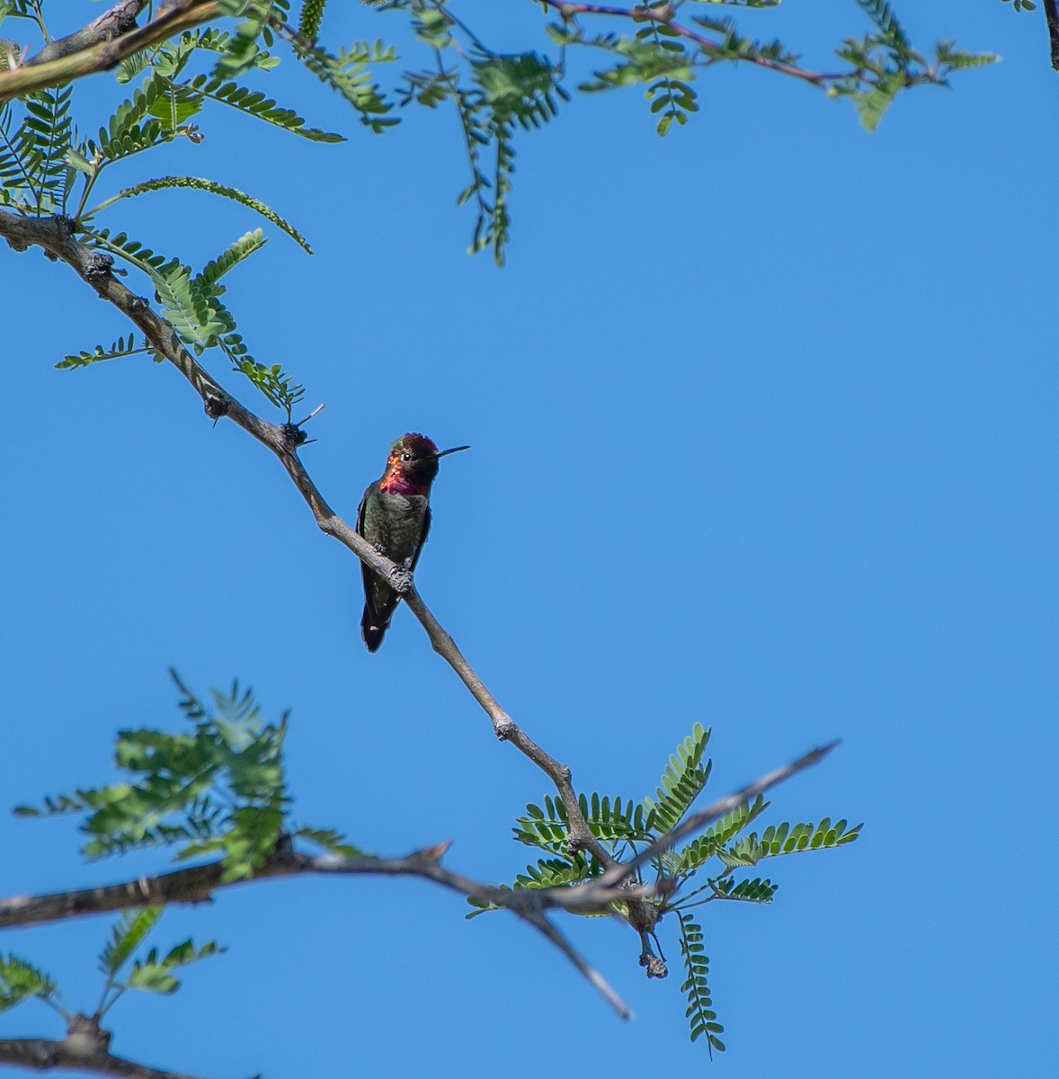 Anna's Hummingbird - Mary McSparen