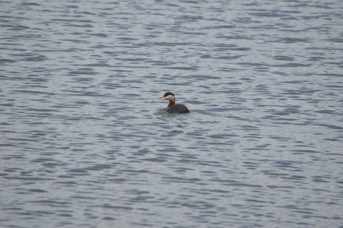 Red-necked Grebe - ML226932931