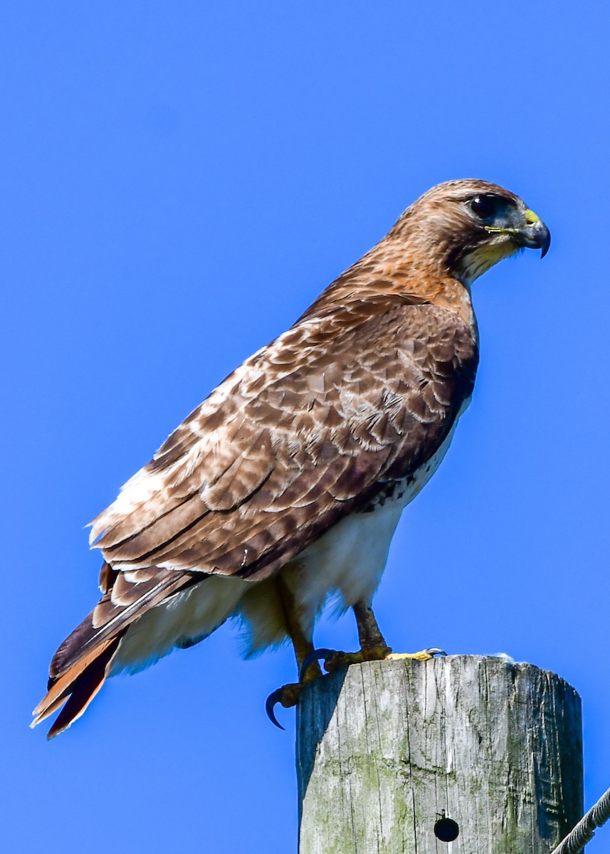 Red-tailed Hawk - John Verity