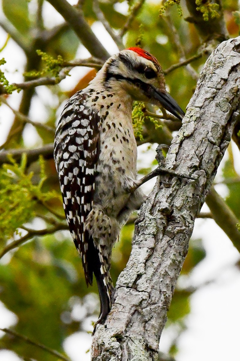 Ladder-backed Woodpecker - John Verity