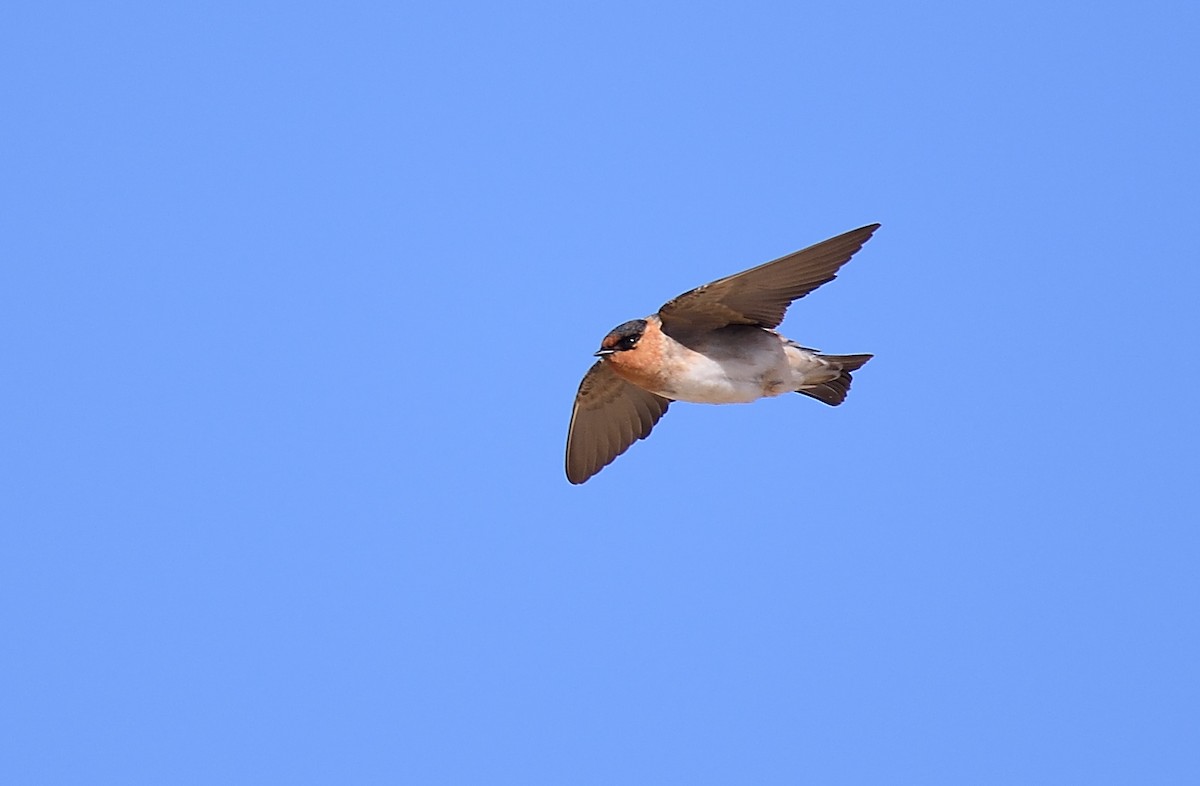 Cave Swallow - ML226945961