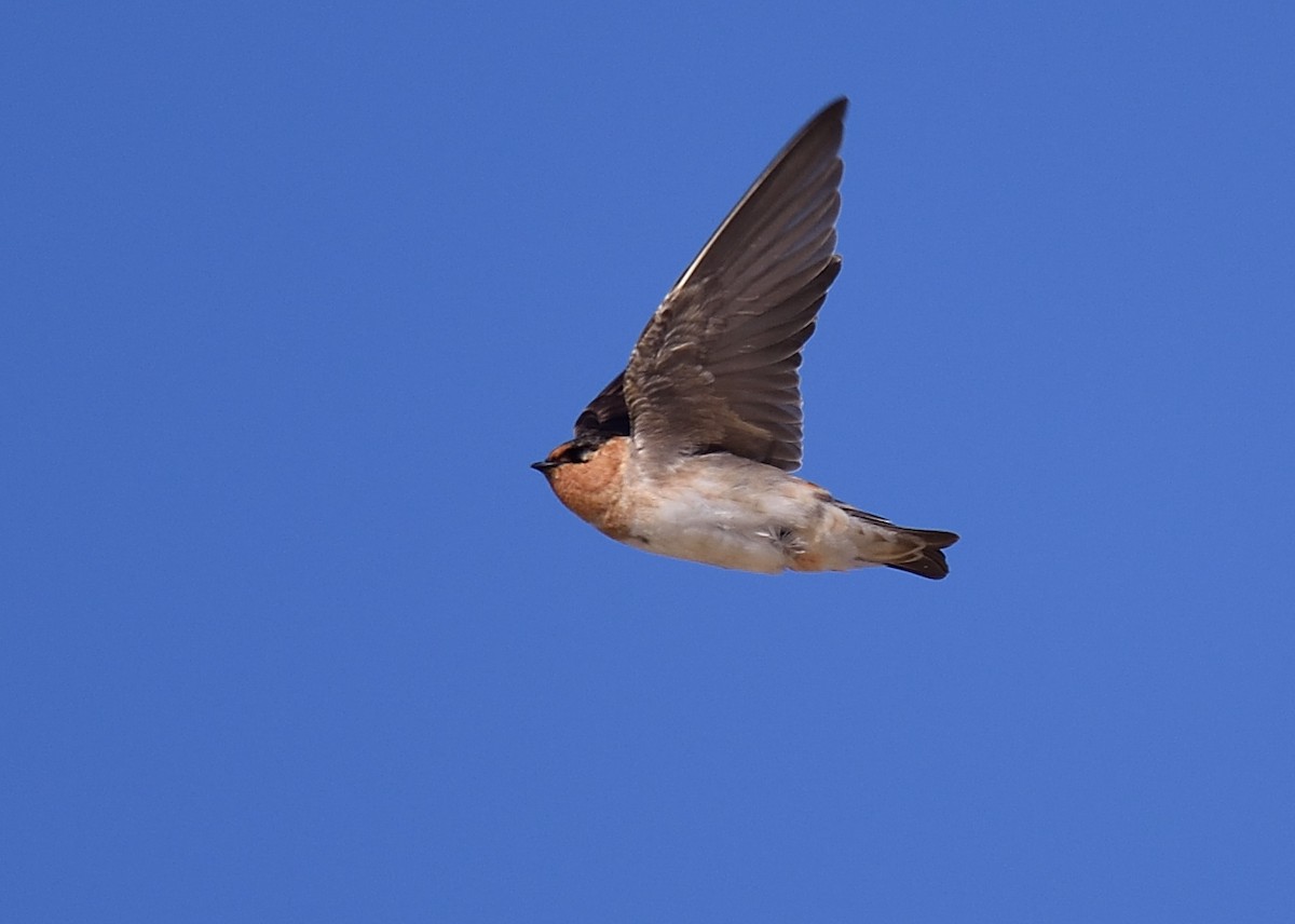 Cave Swallow - ML226945981