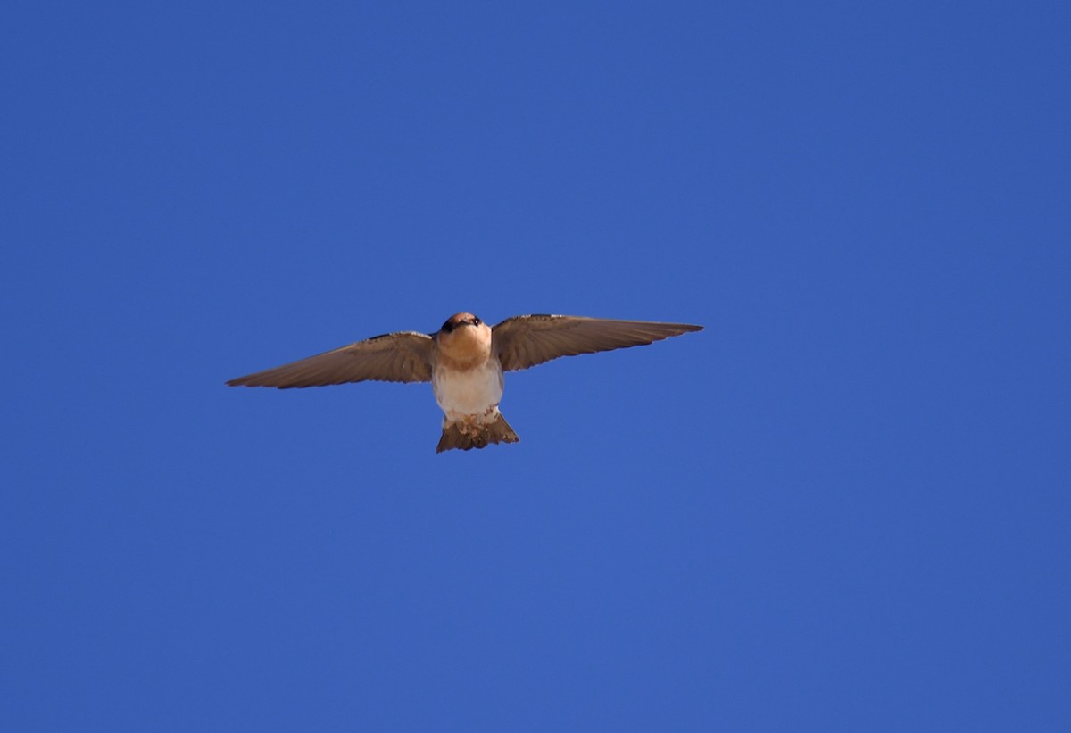 Cave Swallow - ML226946011