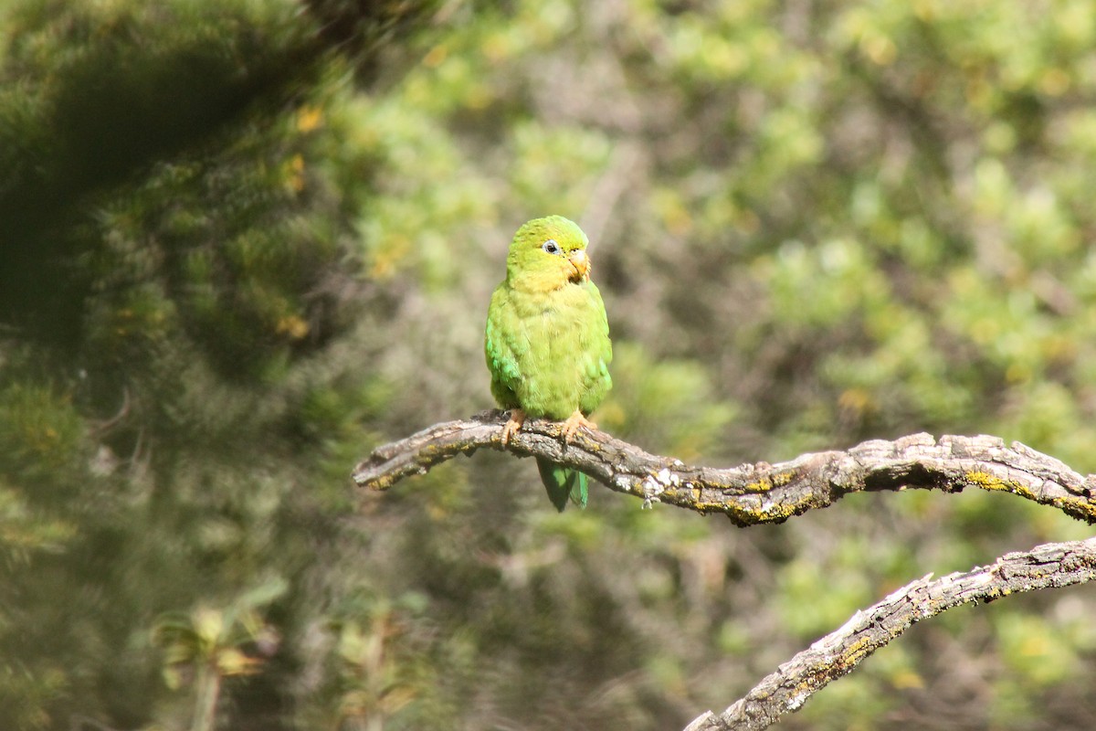 Andean Parakeet - Jorge Novoa - CORBIDI
