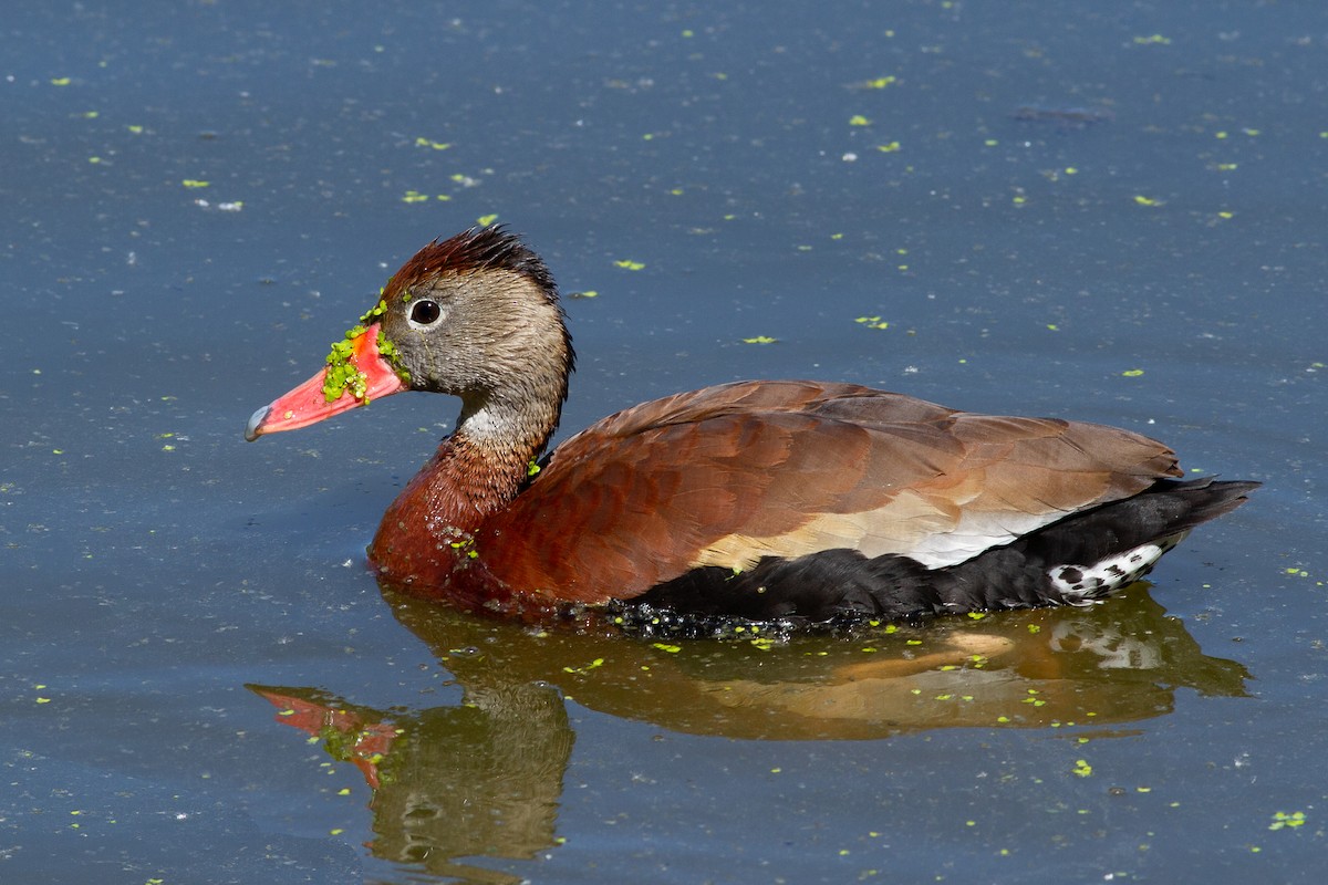 Black-bellied Whistling-Duck (fulgens) - Louis Bevier