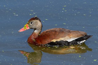 Black-bellied Whistling-Duck (fulgens), ML226956671