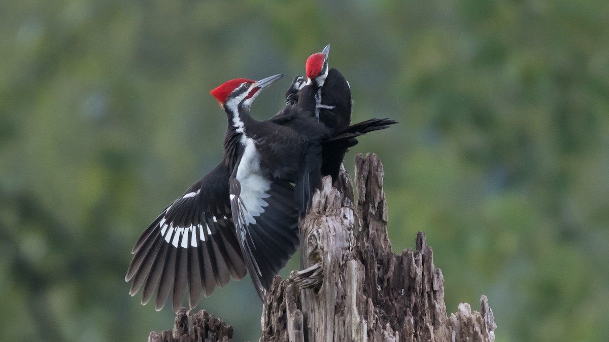 Pileated Woodpecker - Nick Balachanoff