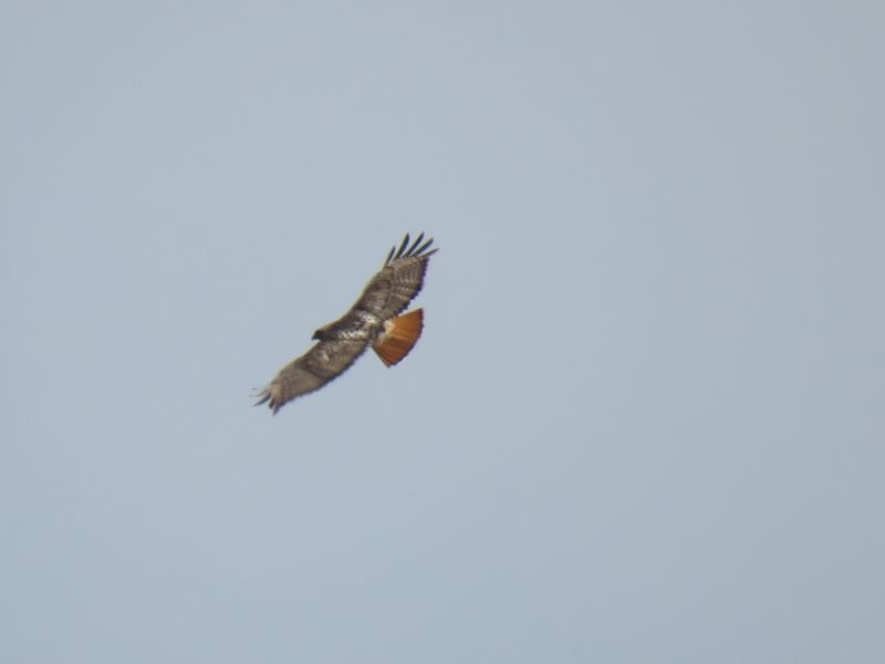 Red-tailed Hawk - ML226961331