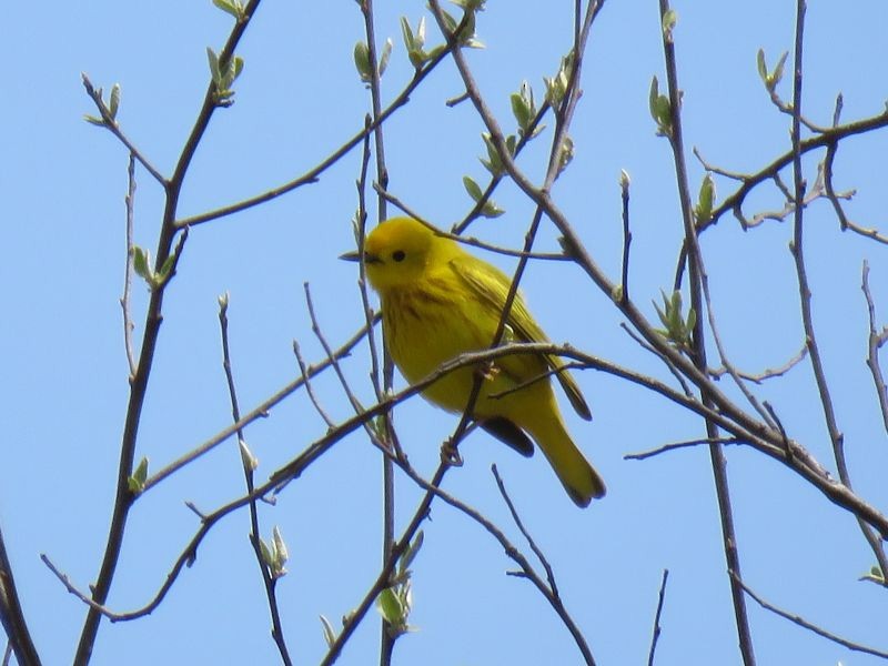 Yellow Warbler - ML226962751