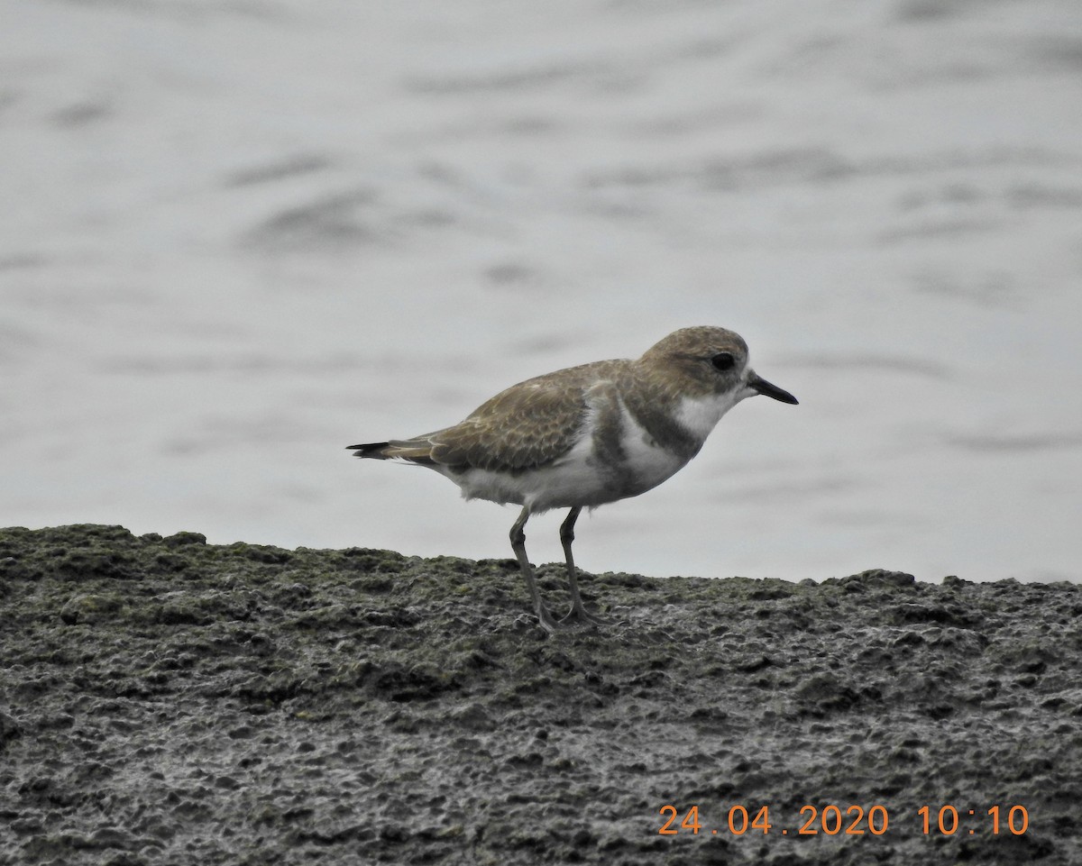 Two-banded Plover - ML226967291