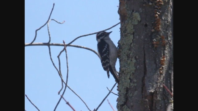Downy Woodpecker - ML226968341