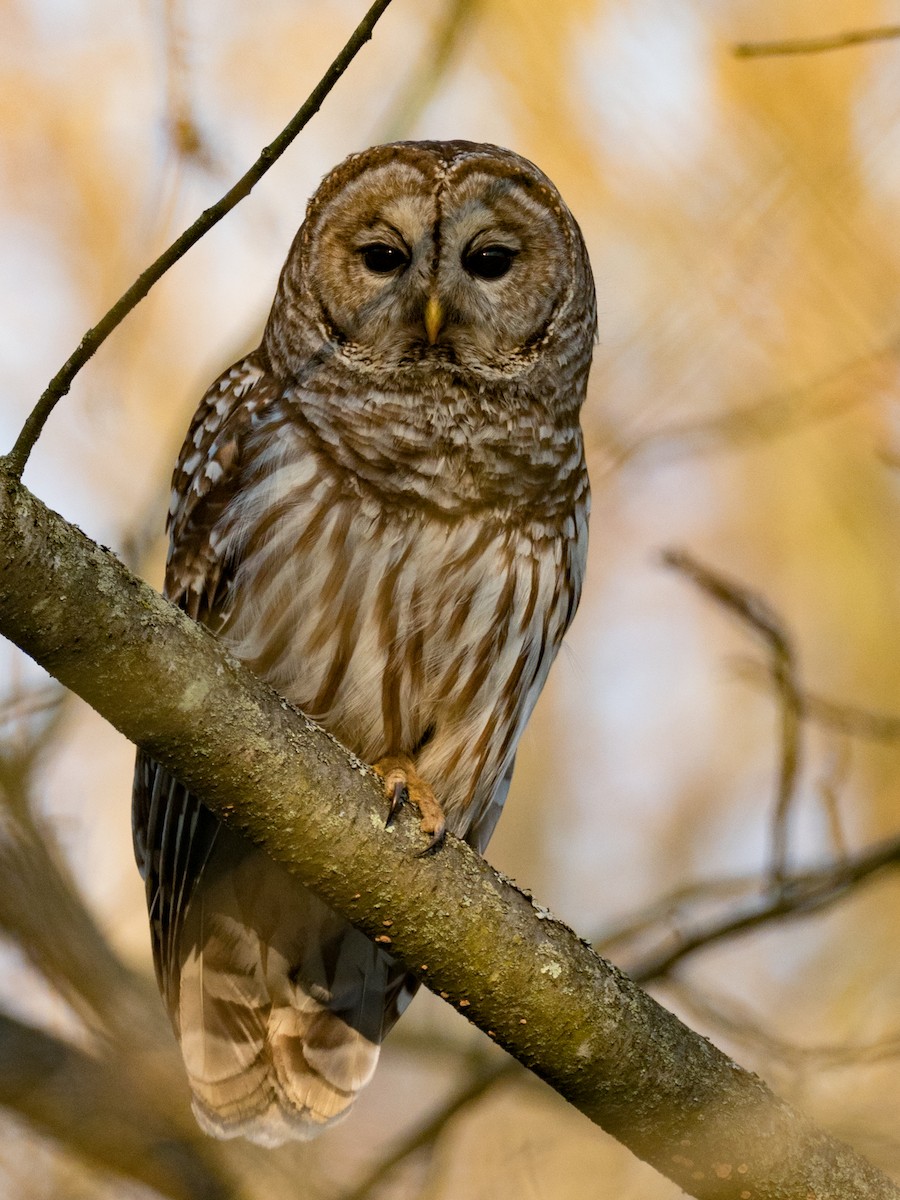 Barred Owl - ML226968681